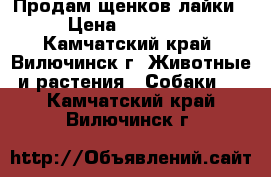 Продам щенков лайки › Цена ­ 20 000 - Камчатский край, Вилючинск г. Животные и растения » Собаки   . Камчатский край,Вилючинск г.